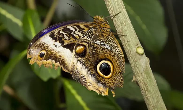 The Butterfly conservatory of Machu Picchu: Everything You Need to Know
