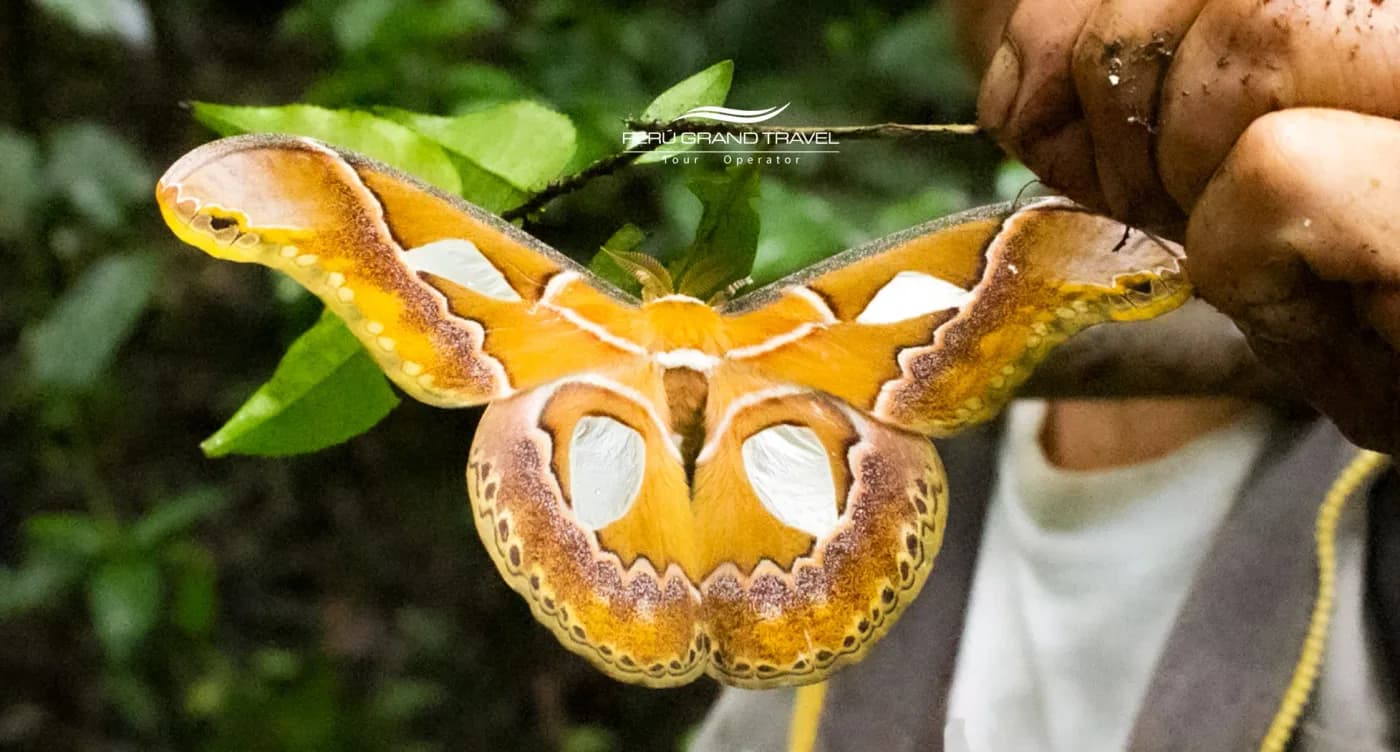 Machu Picchu Butterfly Sanctuary: Nature, Conservation, and Beauty in the Heart of the Andes