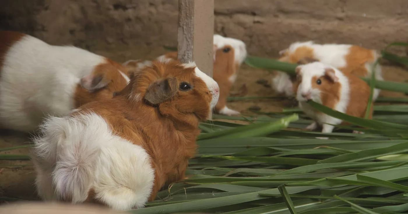 Why Do People Eat Guinea Pig in Peru? Discover Here