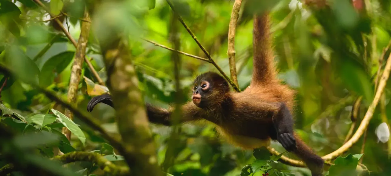 Explore the Short Inca Trail with Amazon rainforest 8D/7N 2