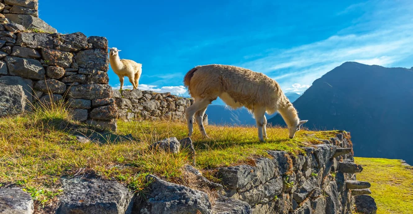 Discover the Best Ways to Get to Machu Picchu from Cusco