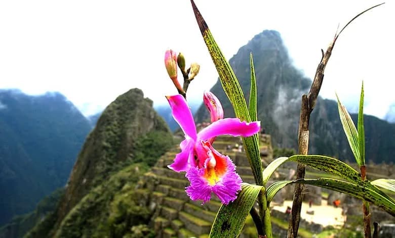 Discover the flora and fauna of Machu Picchu