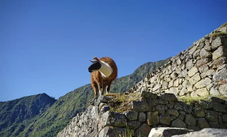 7 Interesting Facts About Machu Picchu You Probably Didn’t Know