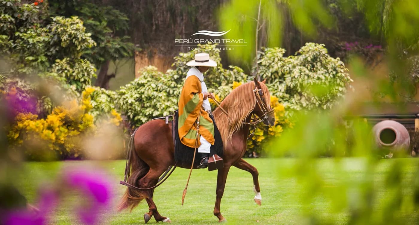 Peruvian Paso Horse: History, Gait, Temperament, and Where to See One in Peru