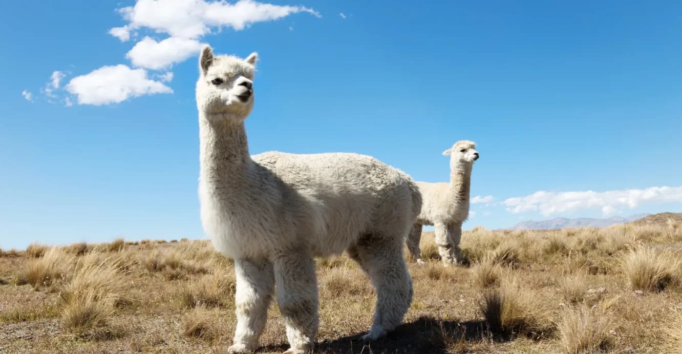 4 Camelídeos Sul-Americanos Majestosos: O Guia Definitivo