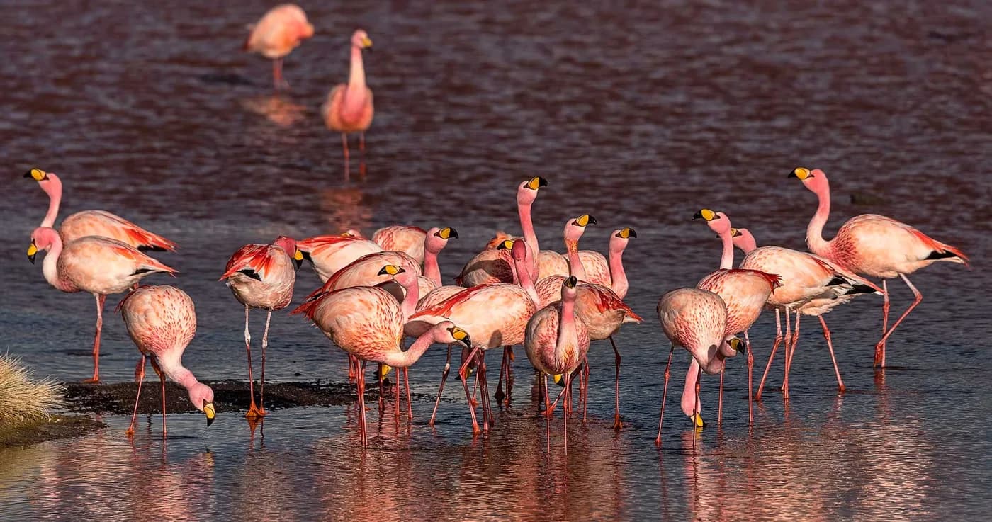 Discover 5 Iconic Birds of Peru on Your Next Trip