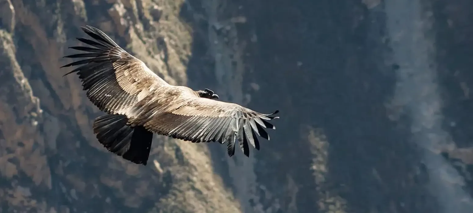 The Condor Canyon in Cusco